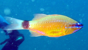 Ostorhinchus fleurieu (斑柄鸚天竺鯛)縮圖