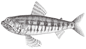 Synodus ulae (紅斑狗母魚)縮圖