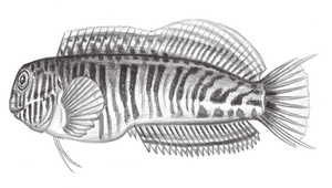 Omobranchus germaini (吉氏肩鰓鳚)-資源代表圖