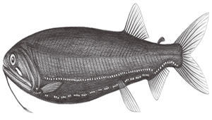 Heterophotus ophistoma (蛇口異星杉魚)縮圖