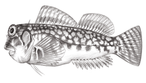Stanulus seychellensis (塞席爾錫鳚)-資源代表圖