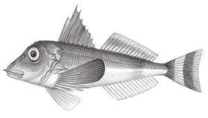 Lepidotrigla punctipectoralis (臂斑鱗角魚)縮圖