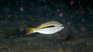 Scolopsis monogramma (單帶眶棘鱸)縮圖