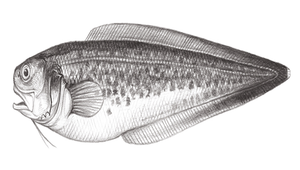 Hoplobrotula armata (棘鼬魚)