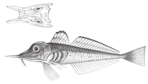 Peristedion orientale (東方黃魴鮄)-資源代表圖