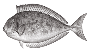 Naso reticulatus (網紋鼻魚)縮圖