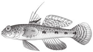 Favonigobius reichei (雷氏蜂巢鰕虎)縮圖
