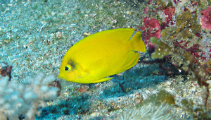 Centropyge heraldi (海氏刺尻魚)-資源代表圖