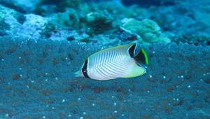 Chaetodon trifascialis (川紋蝴蝶魚)縮圖