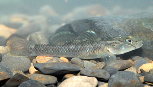Rhinogobius henchuenensis (恆春吻鰕虎魚)-資源代表圖
