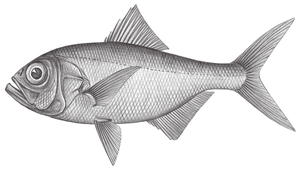 Beryx splendens (紅金眼鯛)縮圖