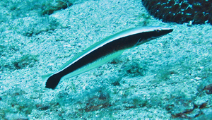 Malacanthus latovittatus (側條弱棘魚)縮圖