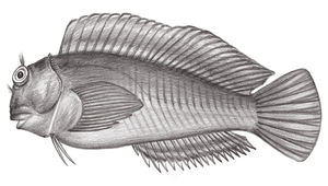 Cirripectes perustus (袋頸鬚鳚)縮圖