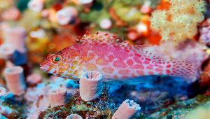Cirrhitichthys oxycephalus (尖頭金)縮圖