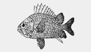 Ostichthys delta (紅骨鱗魚)縮圖