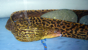 Gymnothorax polyuranodon (豹紋裸胸鯙)縮圖