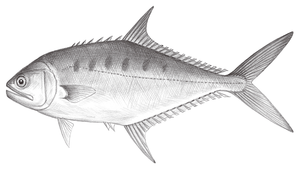 Scomberoides commersonnianus (大口逆鈎鰺)縮圖