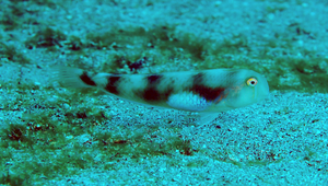 Iniistius aneitensis (安納地項鰭魚)縮圖