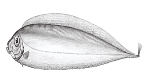 Trachipterus ishikawae (石川粗鰭魚)-資源代表圖