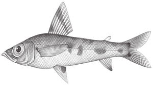 Chlorophthalmus albatrossis (大眼青眼魚)