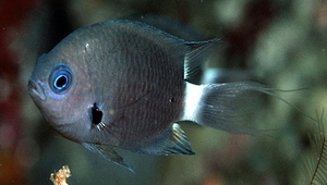 Chromis delta (三角光鰓雀鯛)縮圖