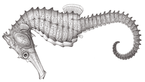 Hippocampus kuda (庫達海馬)縮圖