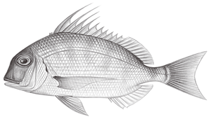 Argyrops spinifer (長棘鯛)縮圖