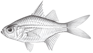 Ambassis interrupta (斷線雙邊魚)縮圖