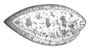 Synaptura marginata (黑緣箬鰨)縮圖