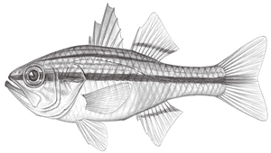 Ostorhinchus fasciatus (寬條鸚天竺鯛)-資源代表圖