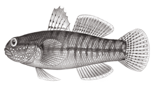 <i>Tridentiger trigonocephalus </i> (紋縞鰕虎)系列照片