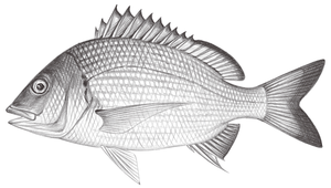 Acanthopagrus chinshira (琉球棘鯛)縮圖