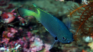 Pomacentrus nigromarginatus (黑鰭緣雀鯛)縮圖