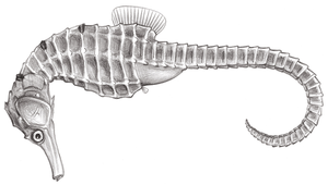 Hippocampus trimaculatus (三斑海馬)縮圖