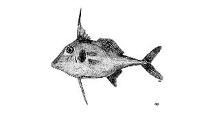 Tripodichthys blochii (布氏三足棘魨)