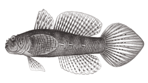 Callogobius tanegasimae (種子島硬皮鰕虎)縮圖
