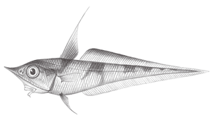 Coelorinchus cingulatus (帶斑腔吻鱈)-資源代表圖