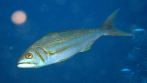 Aphareus furca (欖色細齒笛鯛)縮圖