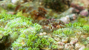 Enneapterygius etheostomus (篩口雙線鳚)縮圖