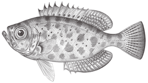 Heteropriacanthus cruentatus (血斑異大眼鯛)縮圖