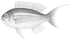 Nemipterus bathybius (底金線魚)-資源代表圖