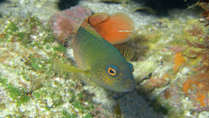 Labracinus cyclophthalmus (圓眼戴氏魚)縮圖