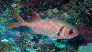 Myripristis kuntee (康德鋸鱗魚)-資源代表圖