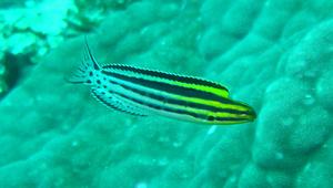 Meiacanthus grammistes (黑帶稀棘鳚)縮圖