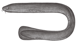 Eptatretus okinoseanus (紫黏盲鰻)