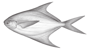 Pampus argenteus (銀鯧)縮圖