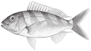 Pristipomoides zonatus (橫帶姬鯛)縮圖