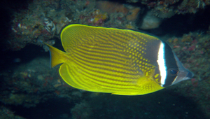 Chaetodon auripes (耳帶蝴蝶魚)縮圖