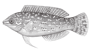 Halichoeres timorensis (帝汶海豬魚)