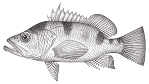 Plectranthias yamakawai (山川氏棘花鱸)-資源代表圖